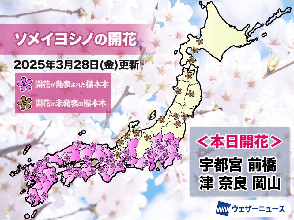 今日の桜開花状況 3月28日(金) 福岡など3地点で桜満開 開花は6日間で33