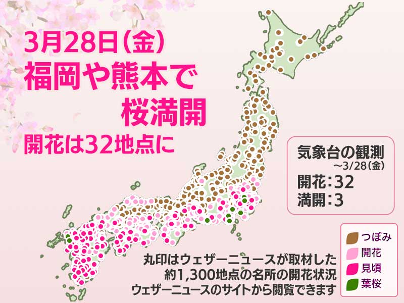 今日の桜開花状況 3月28日(金) 福岡など3地点で桜満開 開花は6日間で33