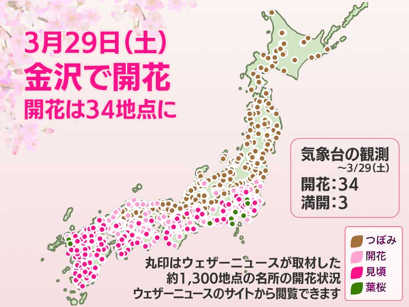 今日の桜開花状況 3月29日(土) 金沢で桜開花 開花は7日間で34地点に