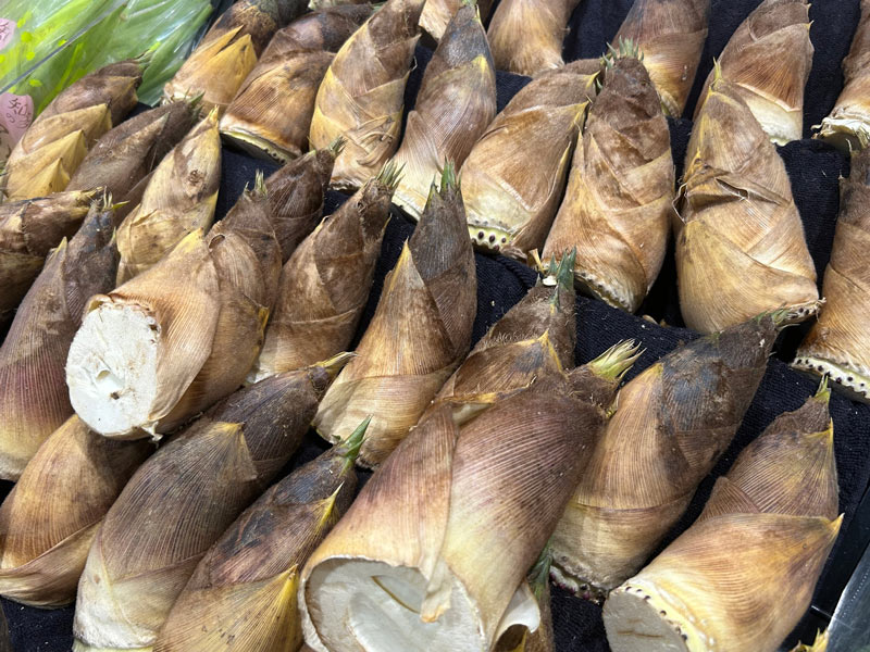 美味しいたけのこの見分け方 「ずんぐり」と「細長い」どっちが良い