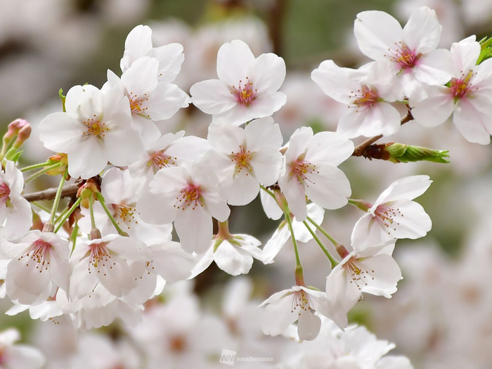 桜（ソメイヨシノ）の見頃と散り始めのサイン - ウェザーニュース