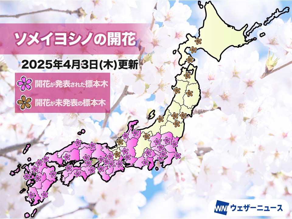 今日の桜開花状況 4月3日(木) 静岡と高松で桜満開 新たな開花は発表