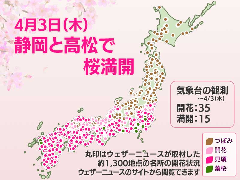 今日の桜開花状況 4月3日(木) 静岡と高松で桜満開 新たな開花は発表