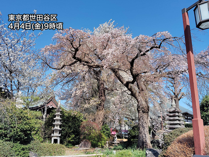 東京都心は5日ぶりの晴天 青空に満開の桜が映える - ウェザーニュース