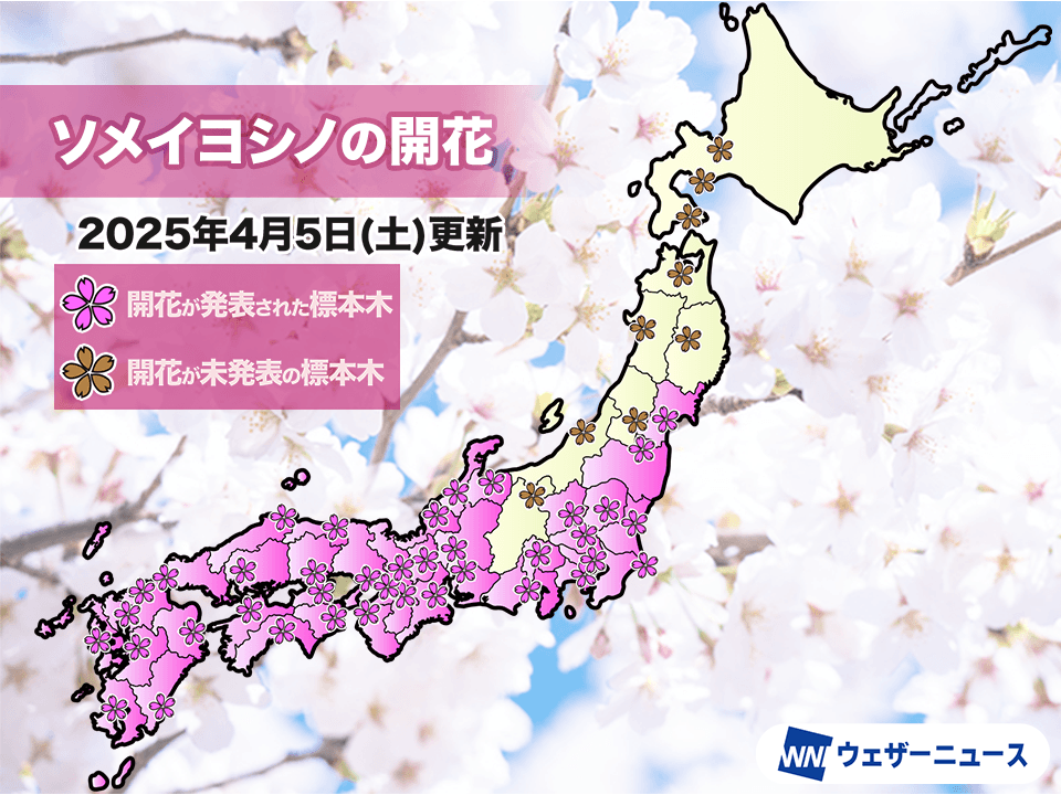 今日の桜開花状況 4月5日(土) 京都や岡山で満開 中国地方がついに満開