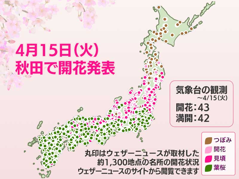 今日の桜開花状況 4月15日(火) 秋田で開花発表 - ウェザーニュース