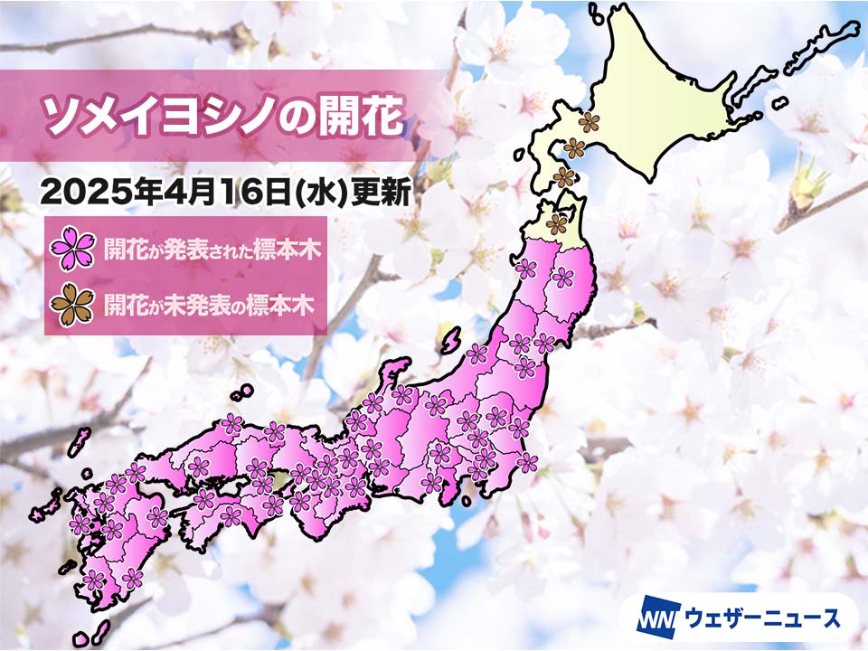 今日の桜開花状況 4月16日(水) 盛岡で開花発表 - ウェザーニュース