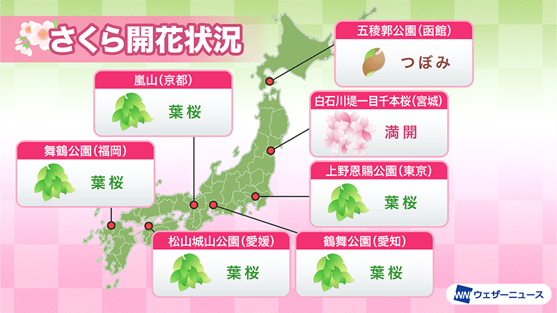 今日の桜開花状況 4月16日(水) 盛岡で開花発表 - ウェザーニュース