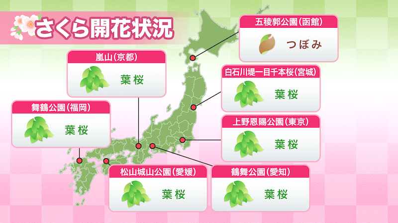 今日の桜開花状況 4月19日(土) 盛岡で満開発表 開花からわずか3日