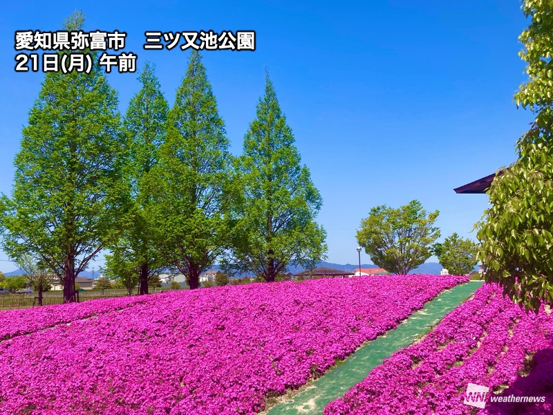 青空に映える濃いピンクの絨毯 愛知・弥富の芝桜が見頃 - ウェザーニュース
