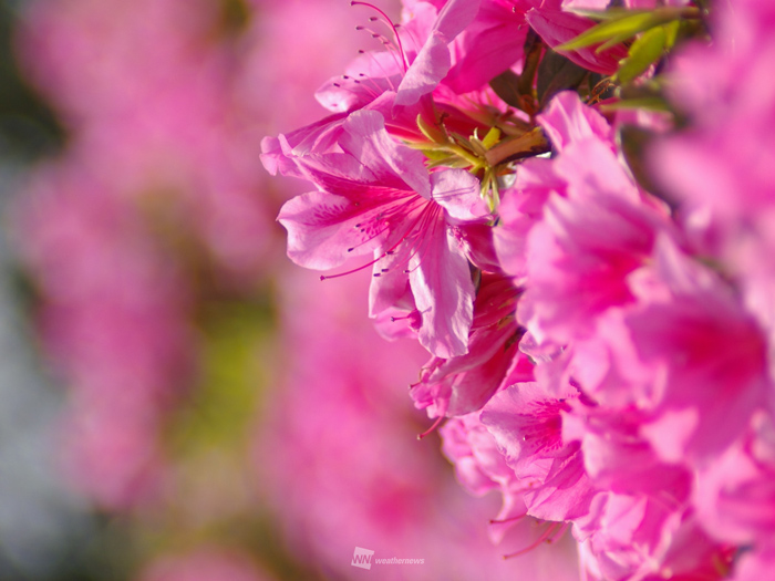 同じツツジ科ツツジ!? ツツジとサツキの見分け方 - ウェザーニュース