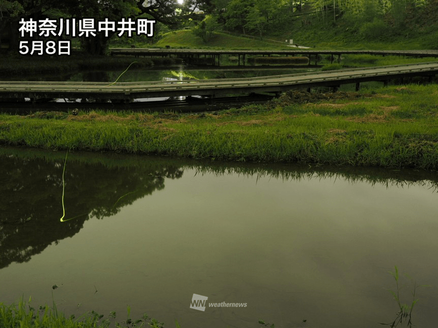 関東の一部で蛍(ほたる)が飛び始める 九州はまもなく見頃に - ウェザー