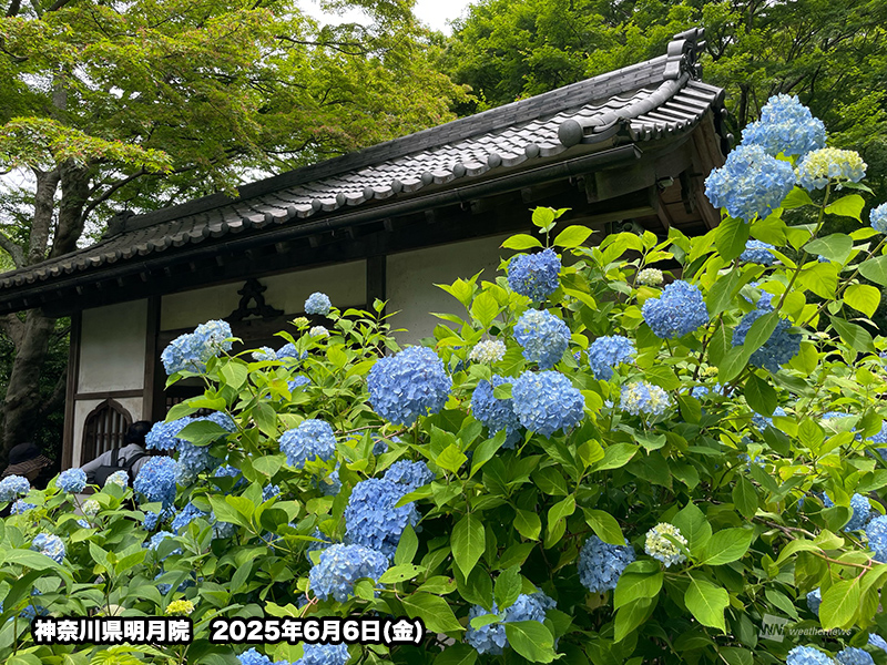 鎌倉・明月院の紫陽花が色づき始め 週末は梅雨入り前の晴天 - ウェザー