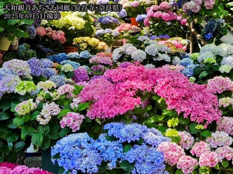 紫陽花来季用　お問い合わせ育成苗【途中経過】 紫陽花来季用 お問い合わせ育成苗【途中経過】 6号苗 紫陽花来季