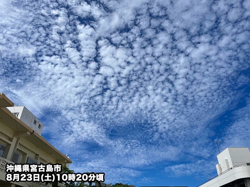 ひつじ雲Ꮚ・ェ・Ꮚ 鐔 無銘 伝薩摩 雲龍図 / Tsuba Mumei Den Satsuma - 勝武堂