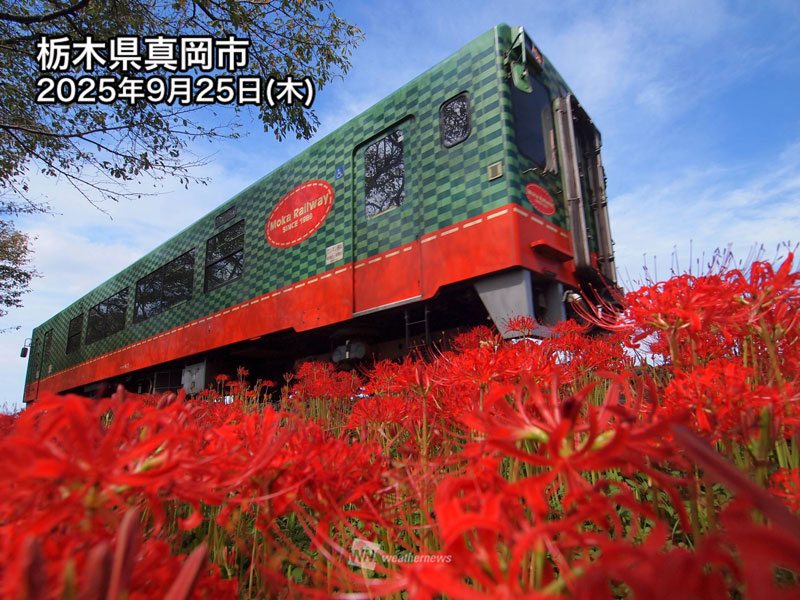 真っ赤な彼岸花の球根　特大　大　中計４００個 真っ赤な彼岸花の球根 特大 大 中計400個 真っ赤な彼岸花の球根