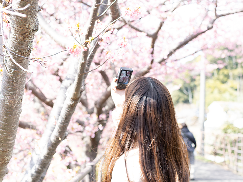 一本の桜を見守る「さくらプロジェクト」とは？ - ウェザーニュース