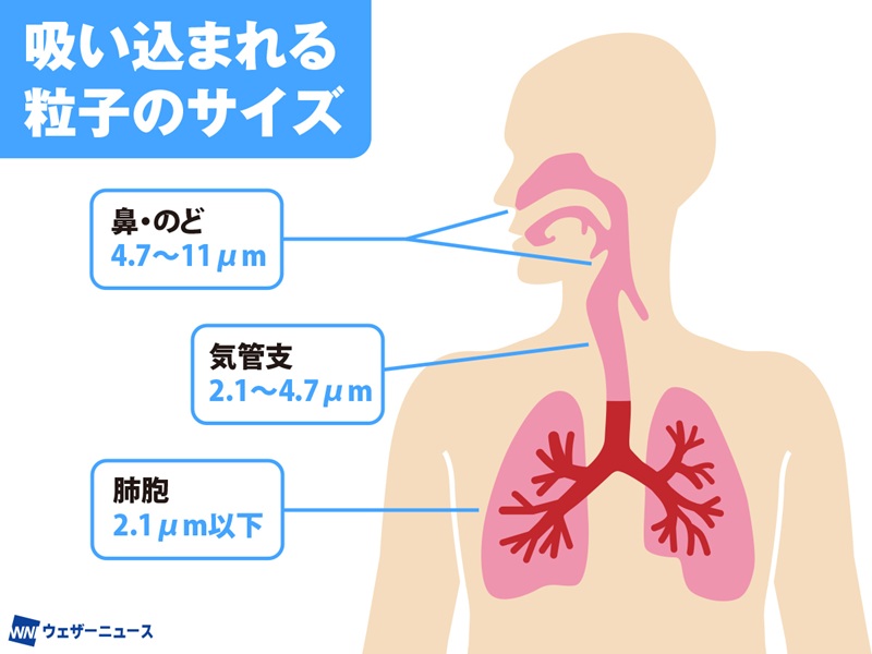 黄砂などで「花粉爆発」 喘息など重症化も - ウェザーニュース