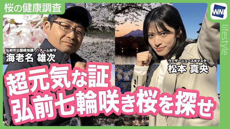 日本一元気な桜の秘密を探る！弘前公園「チーム桜守」に弟子入り 超激