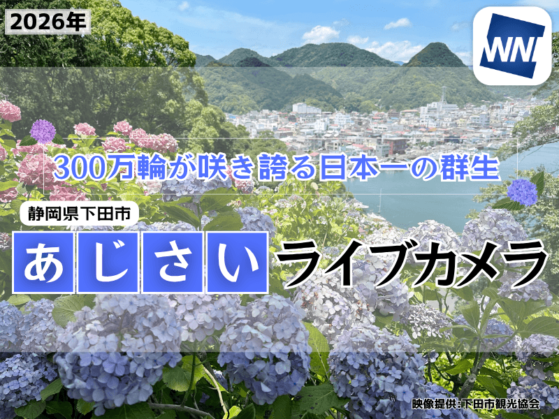 紫陽花ライブカメラ2026 見事に咲き誇る300万輪のあじさい、伊豆「下田