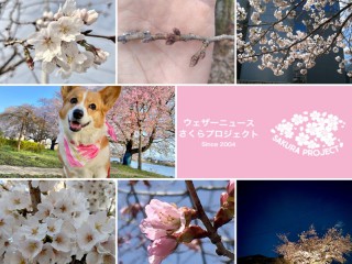皆さんから届いた「マイ桜エピソード」 - ウェザーニュース
