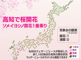 桜満開 根尾谷淡墨ザクラの花見・桜情報【2025】｜ウェザーニュース