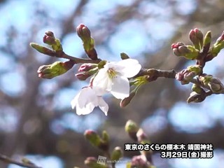 東京で桜の開花発表 昨年より半月も遅い観測 12年ぶりの遅さ