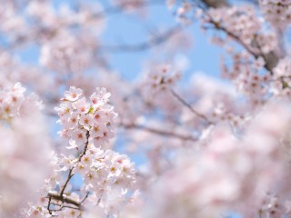 日桜さん専用確認 桜開花トップは東京で3/19 開花時期は平年並〜平年より早まる予想