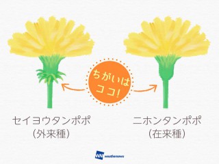 ニホンタンポポ 202404190065_sns_img_A_320x240