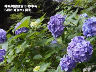 鎌倉など“紫陽花”が見頃 西日本から東日本は梅雨を彩る花の季節