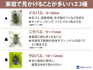 残暑で活発なハエ 仕留めるのに苦労するハエの驚くべき能力 - ウェザー