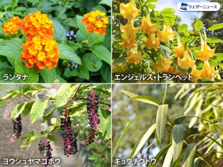 身近な植物にも毒がある 秋に気をつけたい草木 - ウェザーニュース