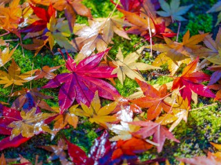 モミジです。 もみじ」と「かえで」の違いを知っていますか? - ウェザーニュース
