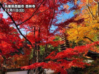 故郷の秋 関西は錦秋の週末 師走初日は古都の名所でも紅葉が見頃に