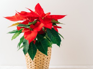 ポインセチアが「クリスマスの花」になったのはいつどうして