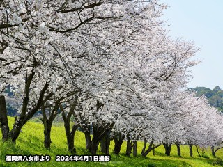 お花見 桜お花見調査 お花見計画は約6割が「咲き始めたら」 - ウェザーニュース