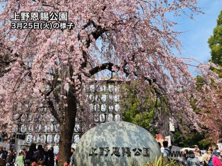 今週末に桜を楽しめるお花見スポット 東京・上野恩賜公園などで見頃