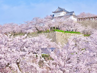 桜の開花前線に異変？ 地球温暖化が桜に与える影響 - ウェザーニュース