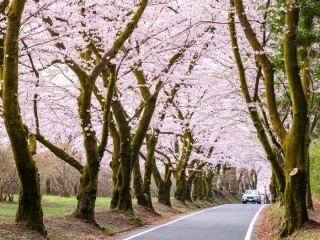 世界一の桜並木」などドライブで楽しめる桜並木 - ウェザーニュース
