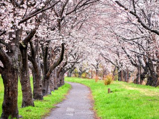 今週末の桜見頃スポット 満開の東京はお花見ラストチャンス - ウェザー