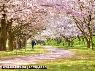 サクラ散りゆく、その側に。 Despite the 