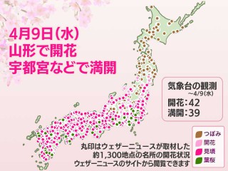 蓮香　8月1日予定分 第8回【桜開花予想2022】今週末は満開ラッシュ 来週は桜前線が