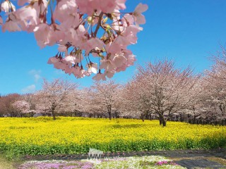 関東周辺四季の花巡り 関東周辺四季の花巡り 関東周辺四季の花巡り Panoramic Flower