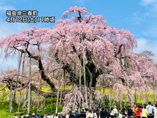 福島・三春滝桜が満開に 天気回復して青空が広がる - ウェザーニュース