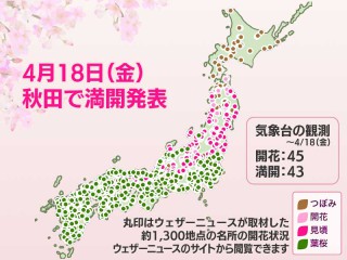 今日の桜開花状況 4月18日(金) 秋田で満開発表 開花からわずか3日