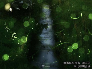 蛍（ほたる）の不思議な生態 キレイな水にしか生息できないって本当