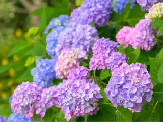 場所によって紫陽花(アジサイ)の花の色が違うのはなぜ？ - ウェザー