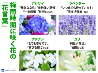 アジサイなど梅雨時期に咲く花の「花言葉」4選 - ウェザーニュース