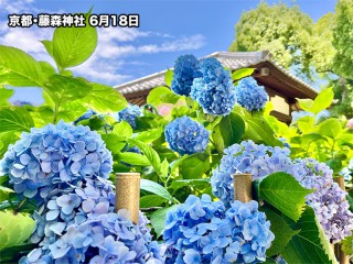 鎌倉や京都などでも今が見頃！ 今週末のおすすめ紫陽花スポット