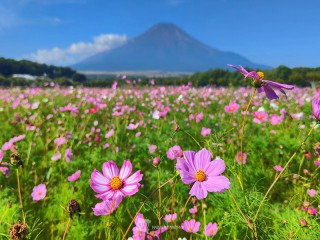 秋桜(あきざくら)」を「コスモス」と読むようになったのはなぜ